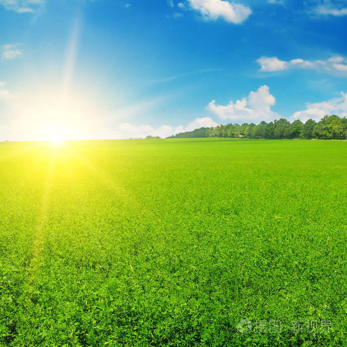 蓝天上的绿色田野和日出