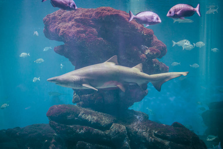 大鲨鱼漂浮在水族馆里图片