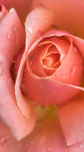 美丽的玫瑰特写图片与雨滴