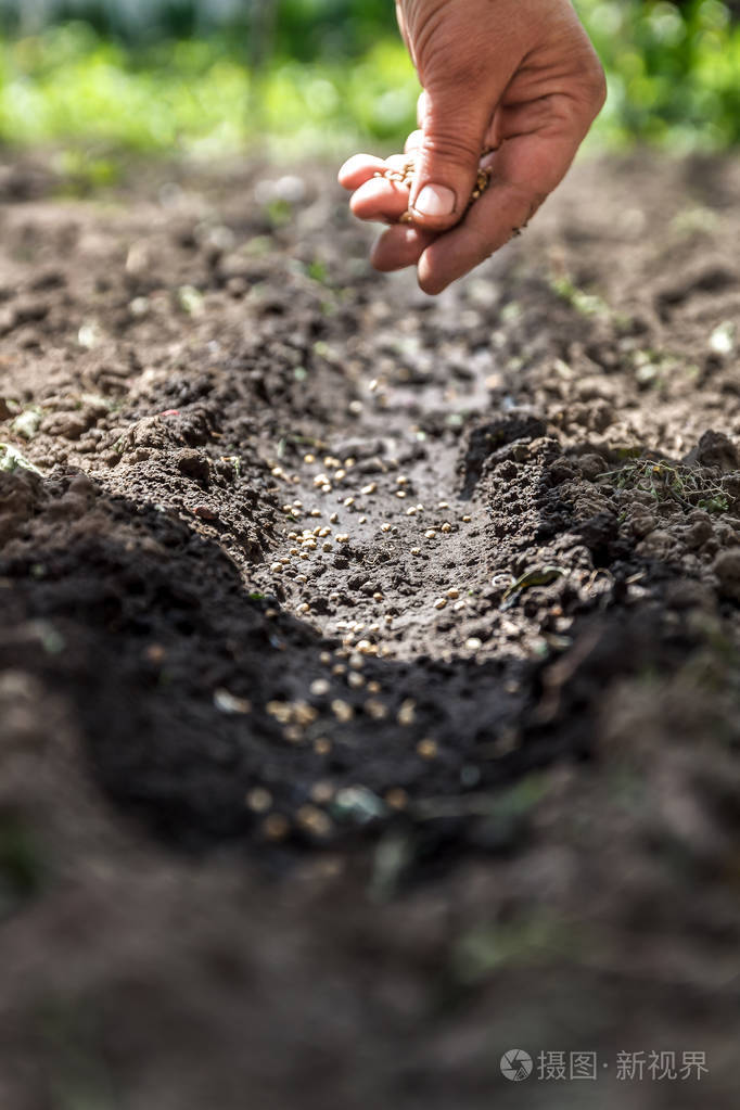 一只手入土壤播下种子