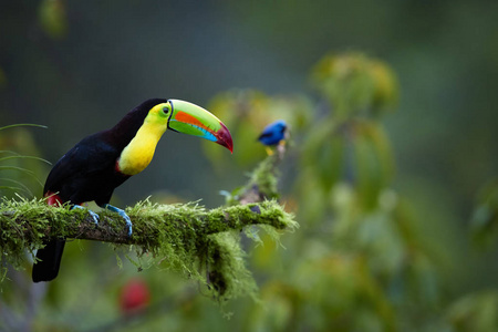 龙骨状的巨嘴鸟, Ramphastos sulfuratus, 著名的热带鸟, 巨大的喙坐在热带森林的苔藓分支, 哥斯达黎加 T