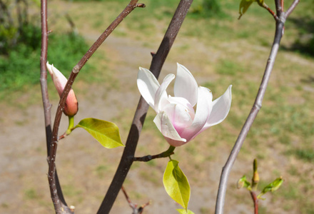 春天枝上盛开的玉兰花..