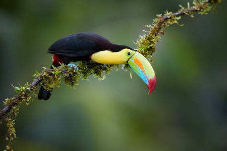 龙骨状巨嘴鸟, Ramphastos sulfuratus, 著名的热带鸟与巨大的喙。五颜六色的巨嘴鸟坐在热带森林的苔藓树枝上