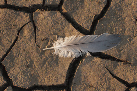 干涸的湖底. 一根苍鹭在死地上的羽毛.照片