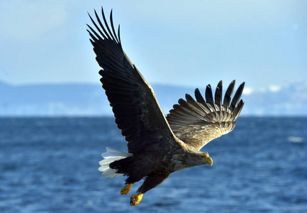 s sea eagle spread his wings. Adult Steller39