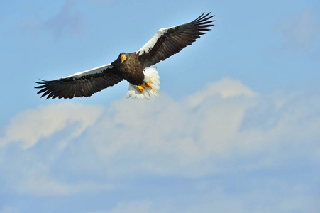 s sea eagle in flight. Adult Steller39