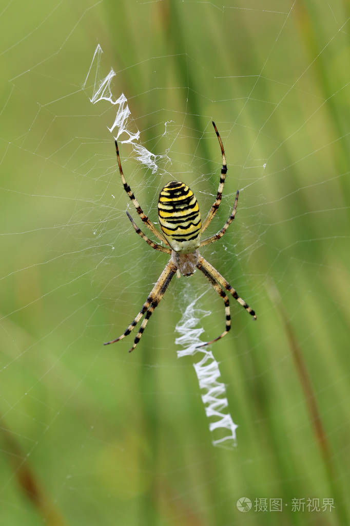 黄蜂蜘蛛接近大自然照片-正版商用图片11mpi7-摄图新视界