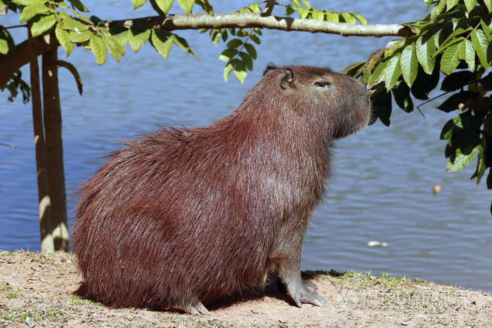 豚世界上最大的啮齿动物