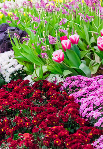 五颜六色的郁金香和鲜花盛开在舒适的花园里
