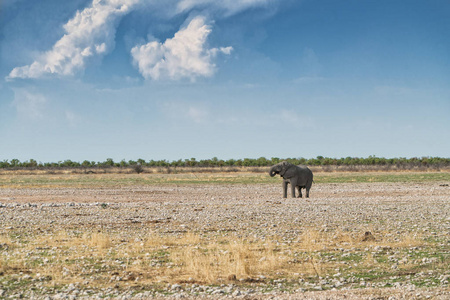 大象行走在非洲大草原的 Etosha。纳米比亚