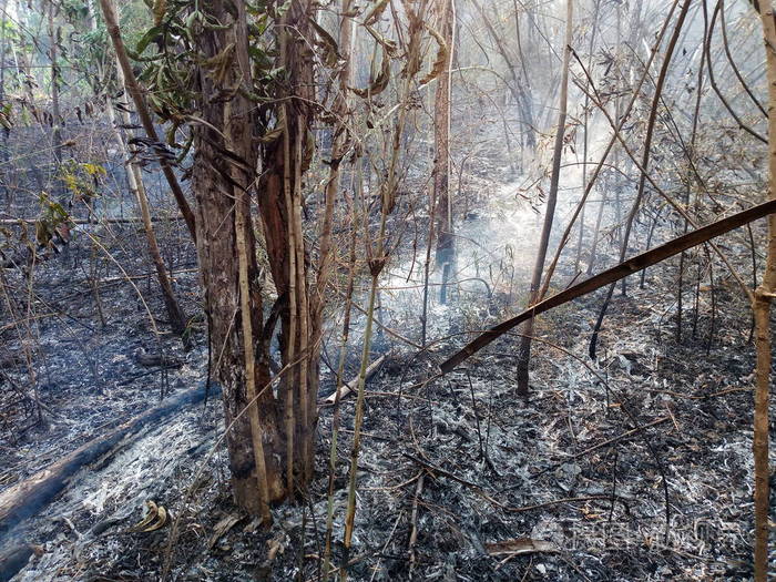 森林大火燃烧野火在白天关闭