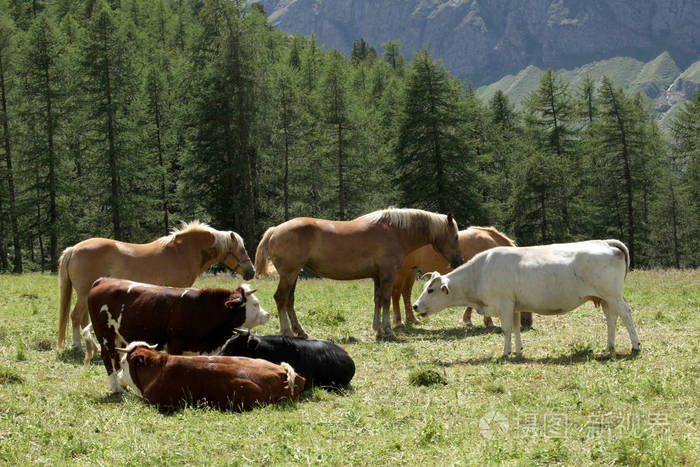 在意大利阿尔卑斯山的草地上放牧的牛和马