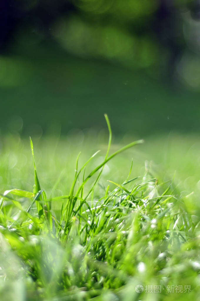 照片草背景草在阳光下部分草地多汁的草绿草