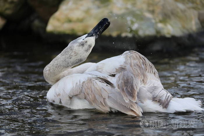 吹号者天鹅在水中对大自然