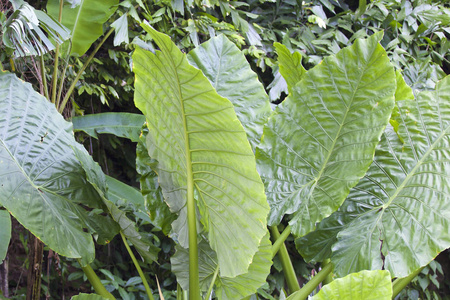 各种热带植物的巨大绿叶