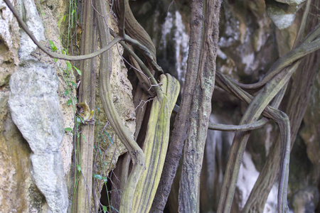 泰国克拉比的Railay半岛岩石上生长的树木
