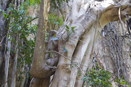 泰国克拉比的Railay半岛岩石上生长的树木