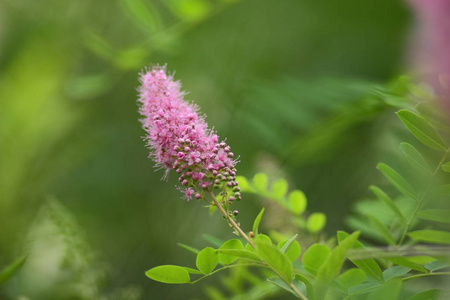 粉红色的花，花型，设计师空白，夏天的植物园，公园里盛开的草地，明信片上的粉红色花，复古风格，许多小花，粉红色