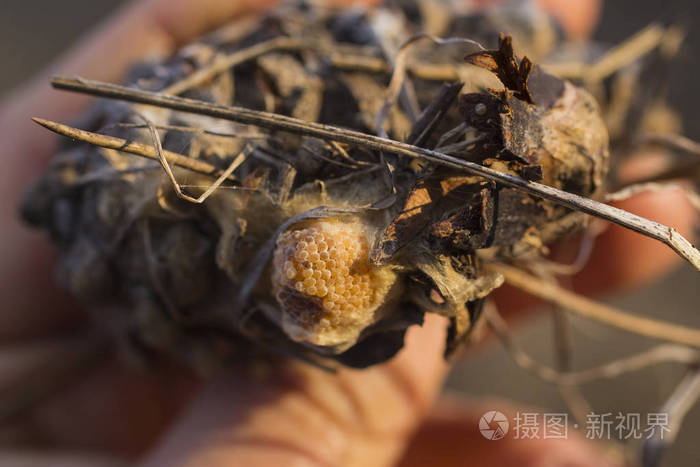 破茧而出.蜘蛛蛋——捕食昆虫的食物.