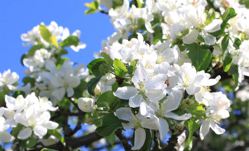 春天晴朗的天气，美丽的白色苹果花和绿色苹果树叶子在苹果花园里盛开