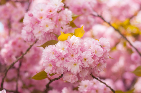 赏花或樱花季节在 Uzhgorod 在乌克兰