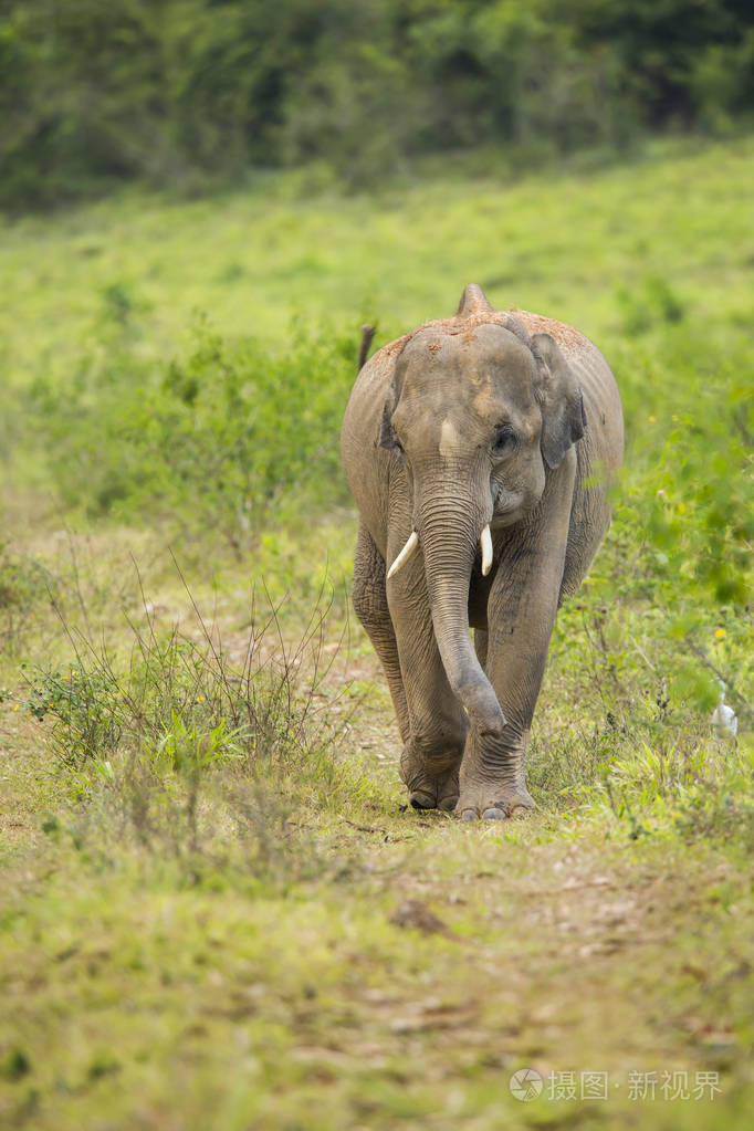亚洲野象太可爱了
