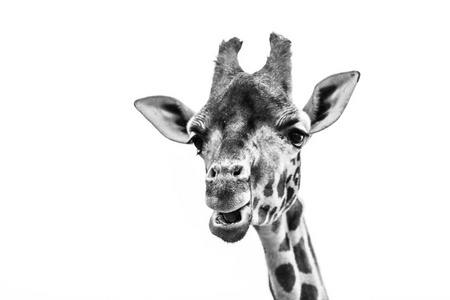 长颈鹿的黑白肖像图片