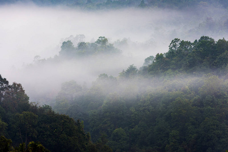 雨林和薄雾覆盖的山, 泰国