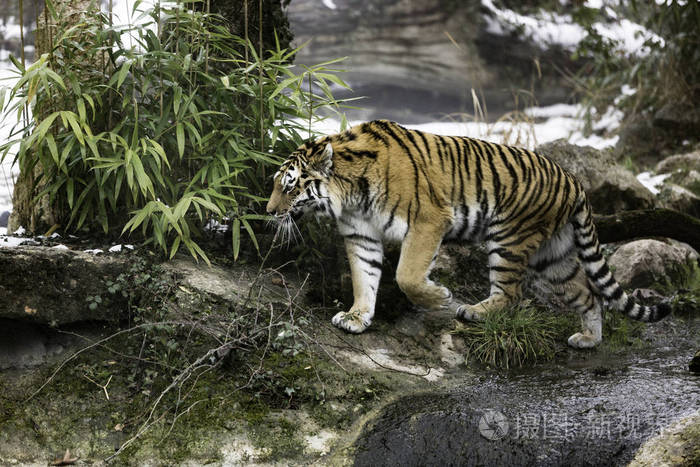 西伯利亚虎又称天虎