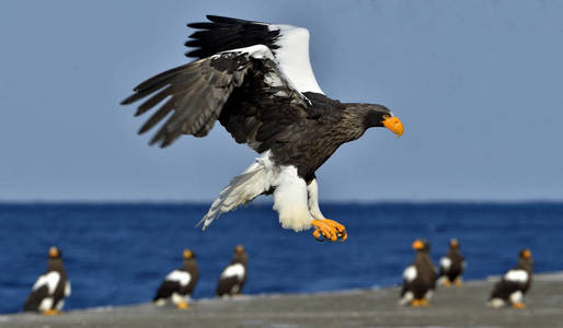 s sea eagle spread his wings. Adult Steller39