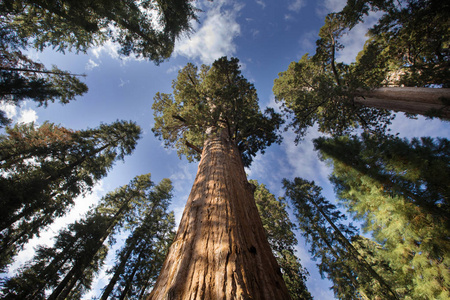 红杉树国家公园图片