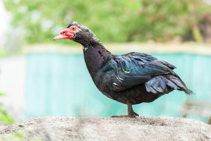 番鸭cairina南瓜户外