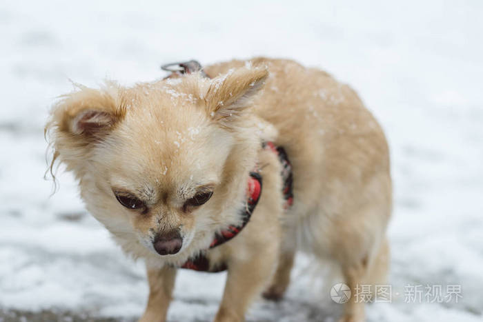 可爱的长头发米色的吉娃娃狗在雪地里玩耍
