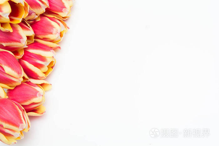 红色和黄色郁金香, 花在白色被隔绝的背景