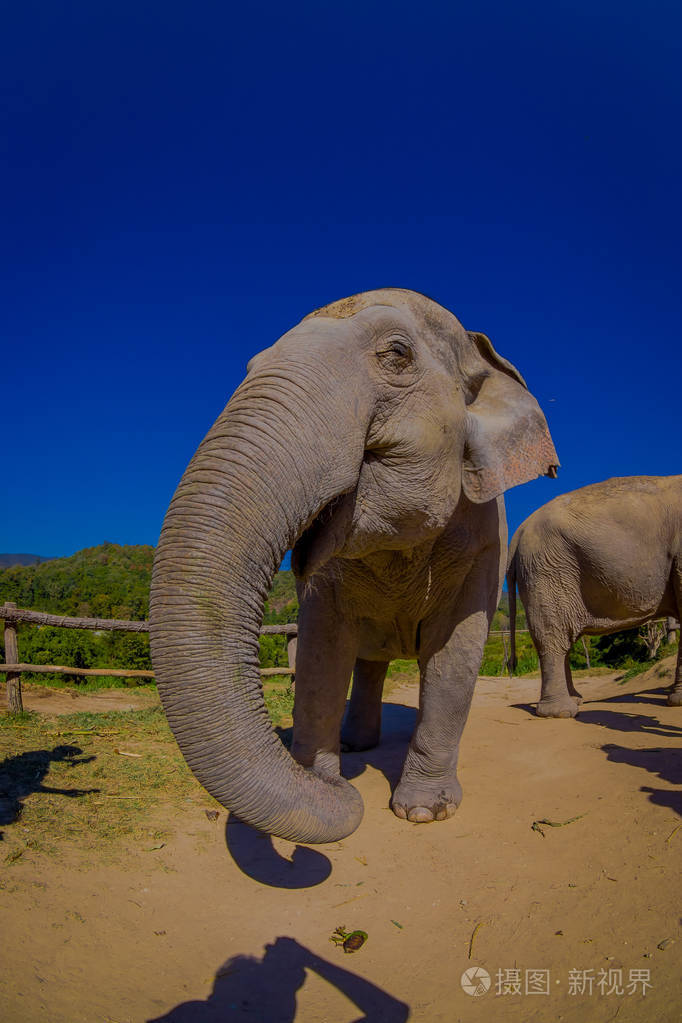华丽的户外景观美丽的巨大的大象在一个灿烂的阳光灿烂的天, 蓝色的