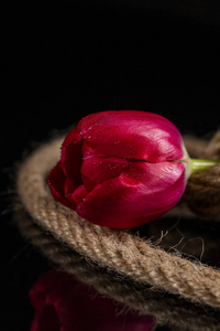红色郁金香裹在厚绳上的黑色光泽背景