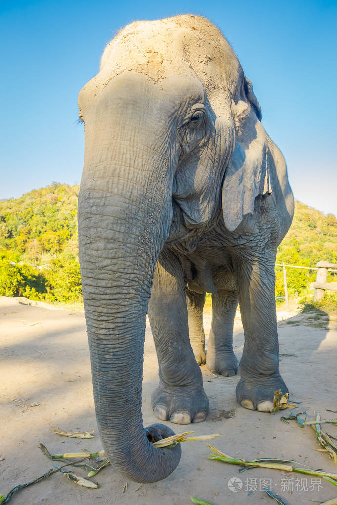 在阳光明媚的天, 在清迈的丛林避难所, 巨大的雌性大象的户外景观