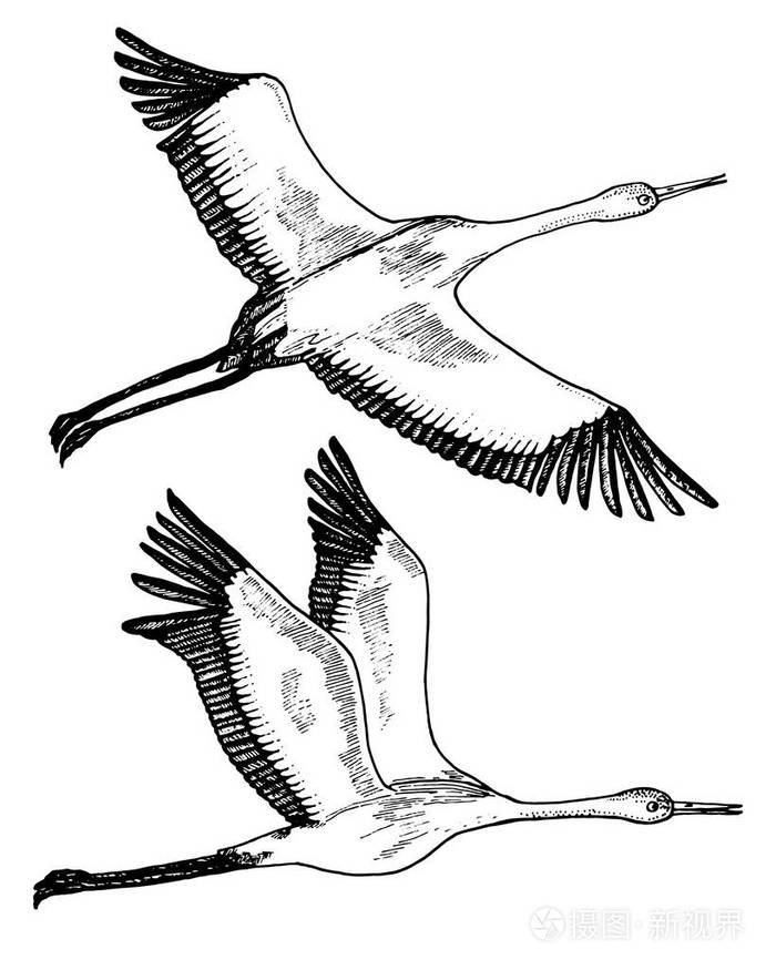 鹤或鹤, 鹳或 shadoof 和白鹳的翅膀.雕刻素描手画的复古风格