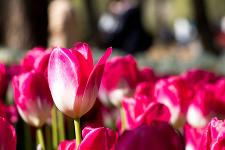 粉红色盛开的郁金香花在花园背景
