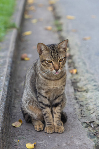 可爱的家猫坐在街上