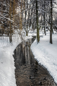 带鸭子的河流在高尔基公园明斯克白俄罗斯。