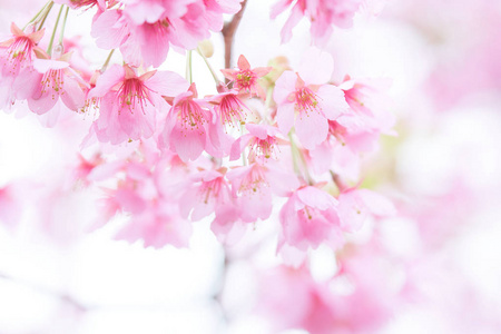 樱花树上的粉红色樱花樱花日本开花樱花。 樱花花是日本花卉的代表。 冬季通行证的主要部分。 我爱每个人。