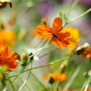 夏天花坛上有明亮的橙色花朵图片