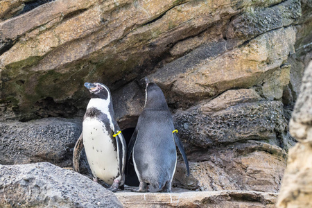 西雅图动物园岩石圈内的企鹅