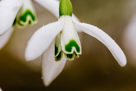 早春常见雪莲花 Galanthus 极地