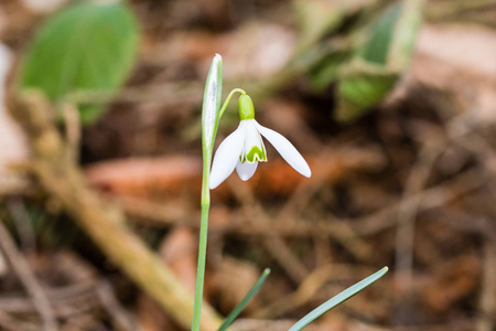 早春常见雪莲花 Galanthus 极地