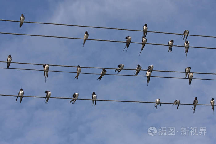 许多燕子坐在电线上。巴恩燕子Hirundorustica。