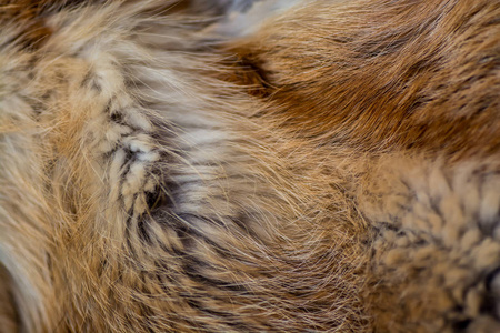 狐裘优雅奢华的红狐裘.照片