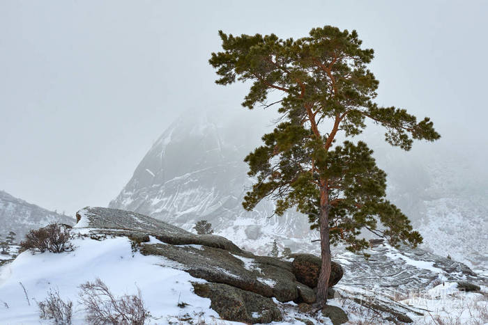 松树生长在冬天的岩石上.巴亚纳努尔国家公园的山景.