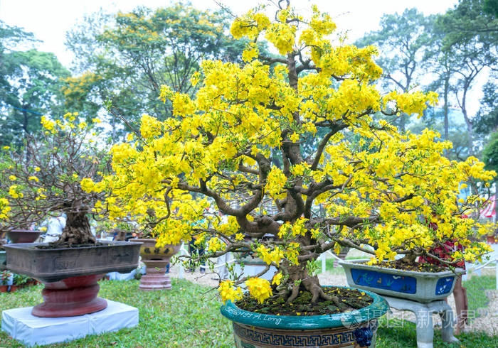 杏盆景树盛开,黄色的花枝弯曲,创造了独特的美.